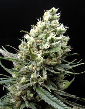 Ripper Haze - EL MEJOR PRECIO