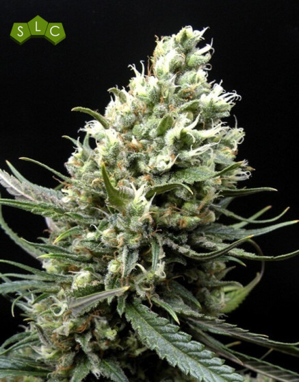 Ripper Haze - EL MEJOR PRECIO