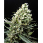 Ripper Haze - EL MEJOR PRECIO