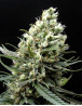 Ripper Haze - EL MEJOR PRECIO