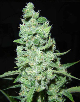 Ak 47 Marihuana Feminizada