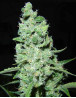 Ak 47 Marihuana Feminizada