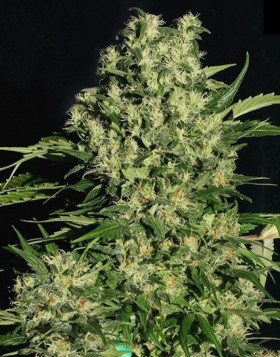 Marihuana Chronic - Semillas originales feminizadas - SemillasLowCost