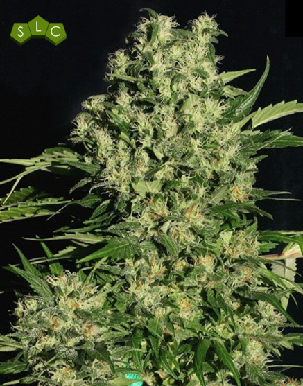 Marihuana Chronic - Semillas originales feminizadas - SemillasLowCost