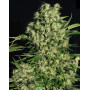 Marihuana Chronic - Semillas originales feminizadas - SemillasLowCost