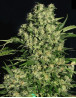 Marihuana Chronic - Semillas originales feminizadas - SemillasLowCost