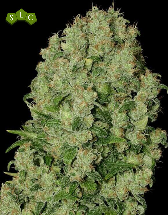 White Russian