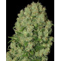 White Russian - Envíos 24/48 H