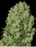 White Russian - Envíos 24/48 H