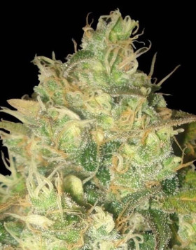 Black Russian - Marihuana Feminizada - SemillasLowCost