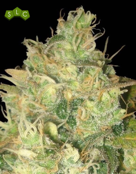 Black Russian - Marihuana Feminizada - SemillasLowCost