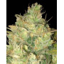Black Russian - Marihuana Feminizada - SemillasLowCost