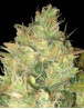 Black Russian - Marihuana Feminizada - SemillasLowCost