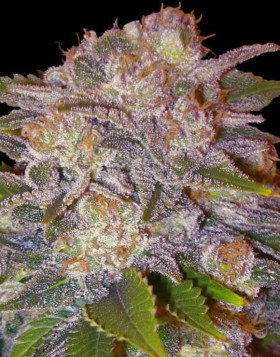 Marihuana Caramelo Feminizada - Semillas en OFERTA - SLC