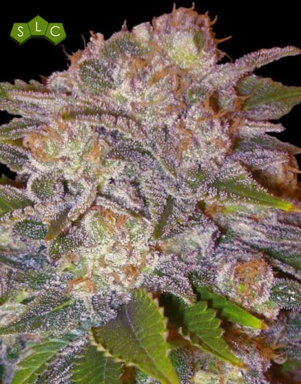 Marihuana Caramelo Feminizada - Semillas en OFERTA - SLC