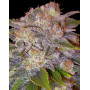 Marihuana Caramelo Feminizada - Semillas en OFERTA - SLC