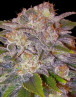 Marihuana Caramelo Feminizada - Semillas en OFERTA - SLC