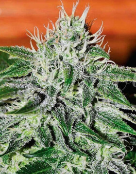 Critical Jack Herer Feminizada