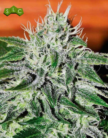 Critical Jack Herer Feminizada