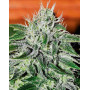 Critical Jack Herer Feminizada