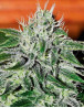 Critical Jack Herer Feminizada