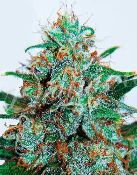 Critical Neville Haze 2.0 Feminizada
