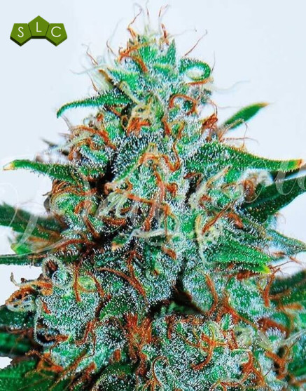 Critical Neville Haze 2.0 Feminizada