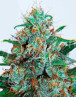 Critical Neville Haze 2.0 Feminizada