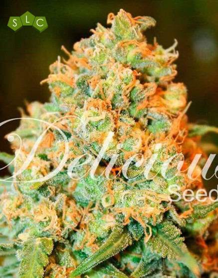 Critical Super Silver Haze - Semillas en OFERTA - SLC