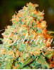 Critical Super Silver Haze - Semillas en OFERTA - SLC