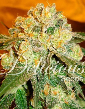 Marmalate - Marihuana Feminizada - OFERTA SemillasLowCost