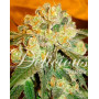 Marmalate - Marihuana Feminizada - OFERTA SemillasLowCost