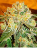 Marmalate - Marihuana Feminizada - OFERTA SemillasLowCost