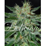 Sugar Black Rose Early Version - OFERTA SemillasLowCost