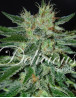 Sugar Black Rose Early Version - OFERTA SemillasLowCost