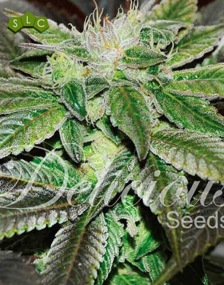 Sugar Candy - Semillas en OFERTA - SemillasLowCost