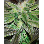 Sugar Candy - Semillas en OFERTA - SemillasLowCost