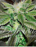 Sugar Candy - Semillas en OFERTA - SemillasLowCost
