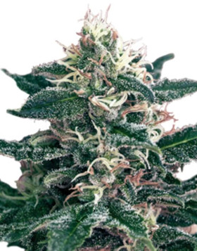 Cheex SeedMakers
