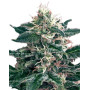 Cheex SeedMakers