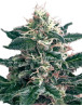 Cheex SeedMakers