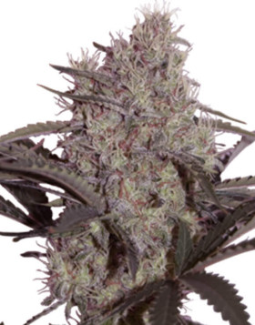 Jack Widow SeedMakers