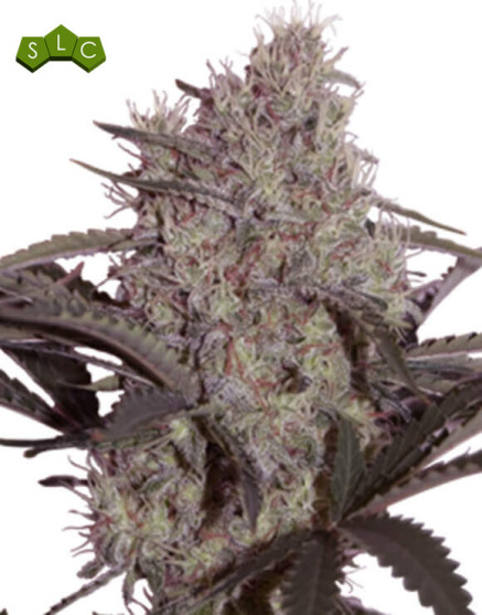 Jack Widow SeedMakers