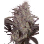 Jack Widow SeedMakers