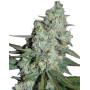 Orange Light SeedMakers
