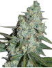Orange Light SeedMakers