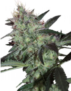 Super Diesel Feminizada
