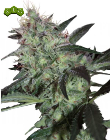 Super Diesel Feminizada
