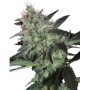 Super Diesel Feminizada