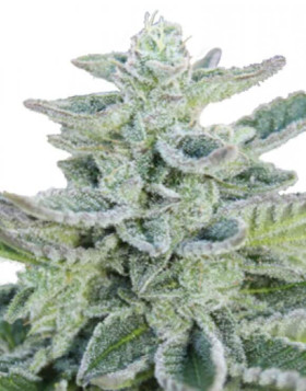 Super Kush Feminizada